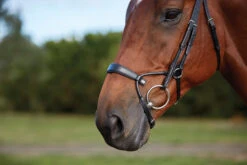 Collegiate ComfiTec Training Bridle -Equestrian Supplie Store 811145 ComfiTec Training L Side 3 80721.1588094714