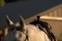 High Horse Daisetta Cordura Trail Saddle By Circle Y -Equestrian Supplie Store Daisetta Pommel Front 63940.1600204660