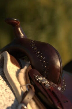 High Horse Daisetta Cordura Trail Saddle By Circle Y -Equestrian Supplie Store Daisetta Pommel 14377.1600204630