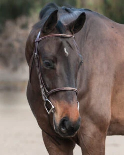 Edgewood Raised Fancy Stitch Bridle -Equestrian Supplie Store Dante0221 16 89088.1614975659