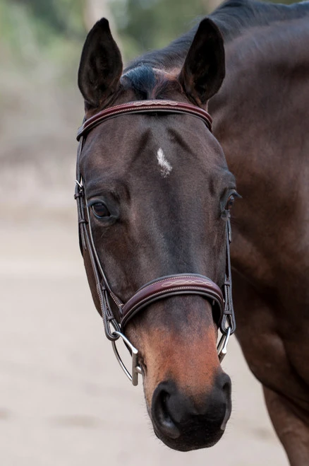 Edgewood Raised Padded Fancy Stitch Bridle 3 Edgewood Raised Padded Fancy Stitch Bridle