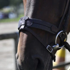 In Horse We Trust Soft T Contact Noseband W/ Flash -Equestrian Supplie Store Soft T Contact 2 08049.1658868277