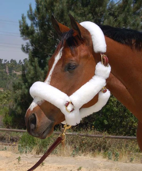 Mary's Walsh Shipping Halter With Solid Brass Hardware 3 Mary's Walsh Shipping Halter With Solid Brass Hardware