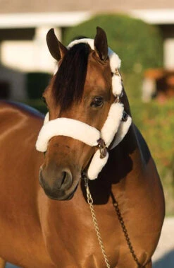 Ovation Sheepskin Pony Shipping Halter -Equestrian Supplie Store aaaaaaaerkimage1 15293 84218.1527309289