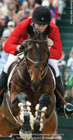 Vespucci Fancy Raised Padded Figure-8 Bridle