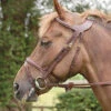 Dy'on Difference Flash Bridle 1 Dy'on Difference Flash Bridle -Equestrian Supplie Store aaaaaaayvs 51442 49586.1527301899