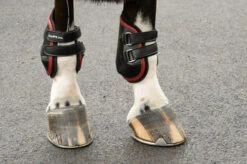 EquiFit AmpTeq Hind Boots With Color Binding -Equestrian Supplie Store ampteqwithred 55711 81780.1595614807