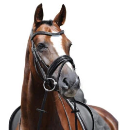 Passier Apollo Patent Leather Snaffle Bridle -Equestrian Supplie Store apollo bridle graphite brow horse 880 passier 58418.1690318594
