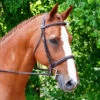 Black Oak Aster Snaffle Bridle -Equestrian Supplie Store aster bridle black oak 66112.1568766012