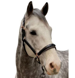 Halter Ego Aurelia Rose Gold Halter 11 Halter Ego Aurelia Rose Gold Halter -Equestrian Supplie Store aurelia black pt rs gold halter ego 47724.1682994359