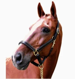 Black Oak Willow Halter -Equestrian Supplie Store black oak willow halter brown kl select 01808.1643231460