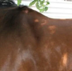 Circle Y Long Shoulder Bridge Pad 3/4" Or 1" -Equestrian Supplie Store circle y long shoulder bridge pad 3 4 or 1 2 45853.1530647798