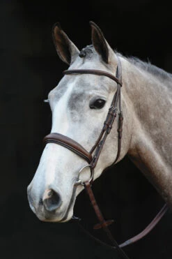 Collegiate Wide Raised Padded Bridle