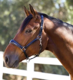 Halter Ego Copenhagen Navy Patent Halter -Equestrian Supplie Store copenhagen navy halter nv.pt navy hero COPENHAGEN HALTER halter ego 97604.1682536277