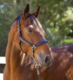 Halter Ego Copenhagen Navy Patent Halter -Equestrian Supplie Store copenhagen navy halter nv.pt navy side halter ego 41538.1682560513