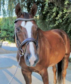 Halter Ego Crystal Jumper Bridle -Equestrian Supplie Store crystal jumper bridle flash front full halter ego 52936.1690040362