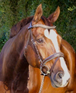 Halter Ego Crystal Jumper Bridle -Equestrian Supplie Store crystal jumper bridle flash side halter ego 83404.1690316960