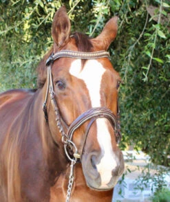 Halter Ego Crystal Jumper Bridle -Equestrian Supplie Store crystal jumper bridle front halter ego 85107.1690040348