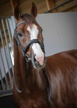 PÉNÉLOPE Pénélope Daily Snaffle Bridle -Equestrian Supplie Store daily snaffle black front 301 602 218 penelope 10920.1688759666