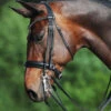Passier Fortuna Double Bridle -Equestrian Supplie Store fortuna double bridle grey brow horse 860 passier 17750.1690319785