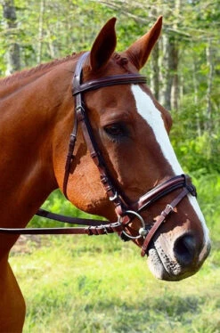 Red Barn Burghley Flash Bridle 9 Red Barn Burghley Flash Bridle -Equestrian Supplie Store kl select red barn burghley flash bridle soft grip reins 69866 98648.1684375802
