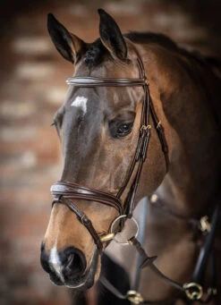 LeMieux Kudos Competition Bridle -Equestrian Supplie Store kudos competition bridle havana side IT02645007 lemieux 82718.1689278638
