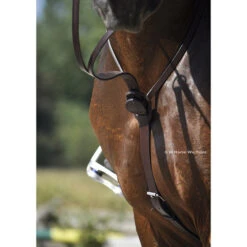 In Horse We Trust C-Cure Running Martingale 15 In Horse We Trust C-Cure Running Martingale -Equestrian Supplie Store martingale c cure havana horse chest ihwt 07342.1564448667