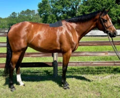 Pro4Mance Non-Slip Pad 9 Pro4Mance Non-Slip Pad -Equestrian Supplie Store pro4mance non slip pad horse ace 68511.1689717373