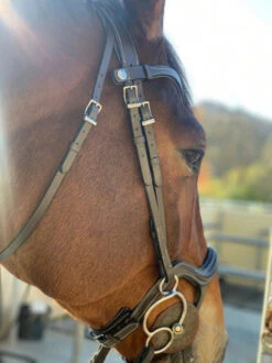 Halter Ego Remington Anatomical Jumper Bridle -Equestrian Supplie Store remington bridle chin halter ego 29512.1687997785