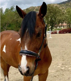 Halter Ego Safari Halter -Equestrian Supplie Store safari halter blk lprd front halter ego 27053.1682538591