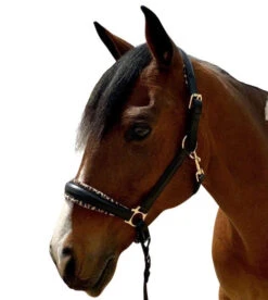 Halter Ego Safari Halter -Equestrian Supplie Store safari halter brown halter ego 37979.1682706133