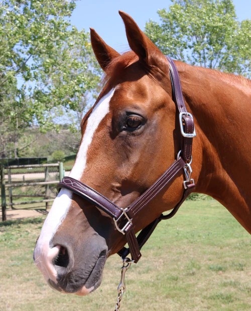 Walsh Signature Pony Halter 4 Walsh Signature Pony Halter - Image 2