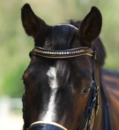 Halter Ego Thea Rolled Double Bridle 11 Halter Ego Thea Rolled Double Bridle -Equestrian Supplie Store thea rolled double bk.pt crm browband THEA halter ego 33933.1682644361