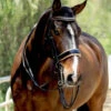 Halter Ego Thea Rolled Double Bridle -Equestrian Supplie Store thea rolled double bk.pt crm front THEA halter ego 99122.1682644349