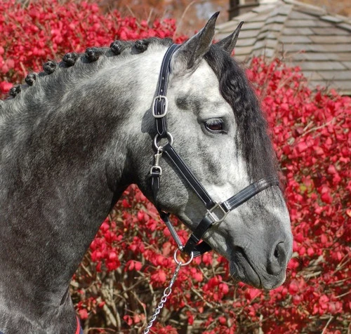 Red Barn Tina Halter 3 Red Barn Tina Halter
