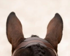 KL Select Tucson Bridle -Equestrian Supplie Store tucson bridle crown top kl select 98410.1671503449